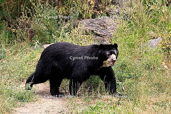 Spectacled bear (Tremarctos ornatus), Andean bear, adult, walking, alert, South America [IBR125438033]