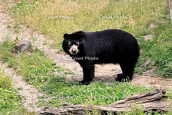 Spectacled bear (Tremarctos ornatus), Andean bear, adult, alert, South America [IBR125438034]