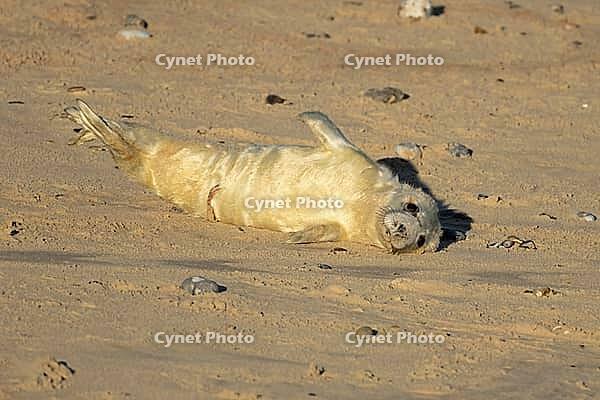 Atlantic grey seal (Halichoerus grypus) juvenile baby pup animal resting on a beach, England, United Kingdom [IBR125438035]