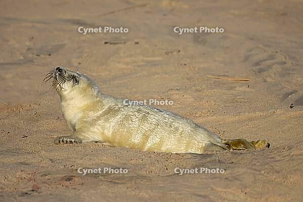Atlantic grey seal (Halichoerus grypus) juvenile baby pup animal resting on a beach, Norfolk, England, United Kingdom [IBR125438036]
