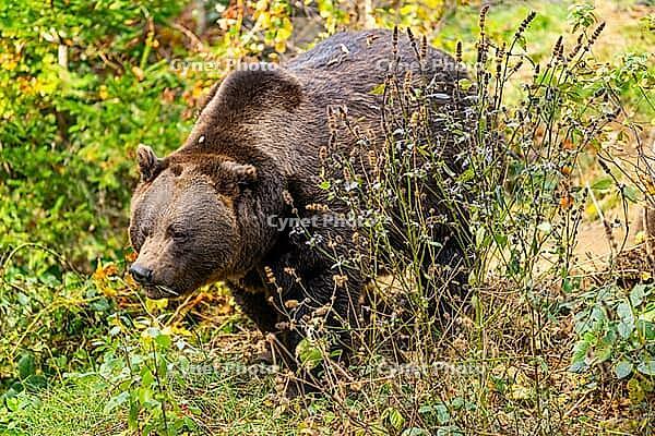 Eurasian brown bear (Ursus arctos arctos) standing in a colorful forest in autumn, Bavarian Forest, Bavaria [IBR125438037]
