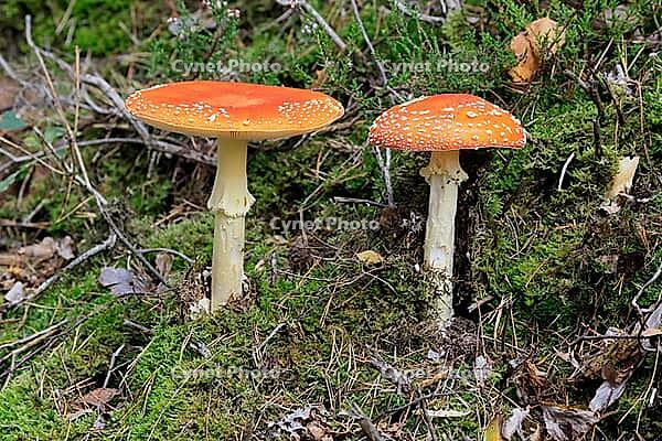 Fly agaric (Amanita muscaria), red fly agaric, two, poisonous, mushroom species, autumn, Palatinate Forest, Rhineland-Palatinate, Germany [IBR125438038]