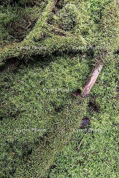 Moss am Waldboden, Emsland, Lower Saxony, Germany [IBR125438040]