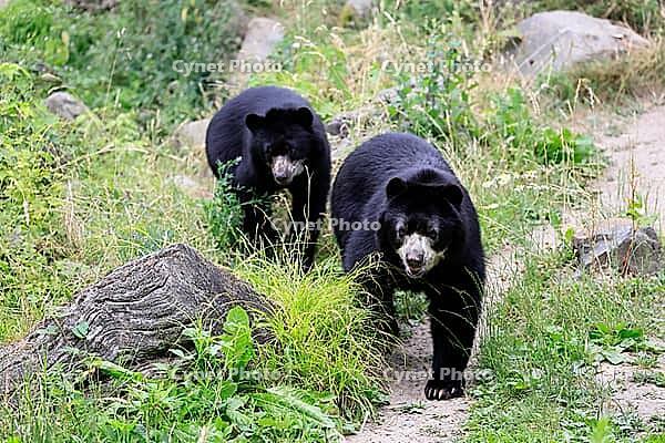 Spectacled bear (Tremarctos ornatus), Andean bear, adult, female, young bear (half-grown), subadult, walking, alert, South America [IBR125438041]