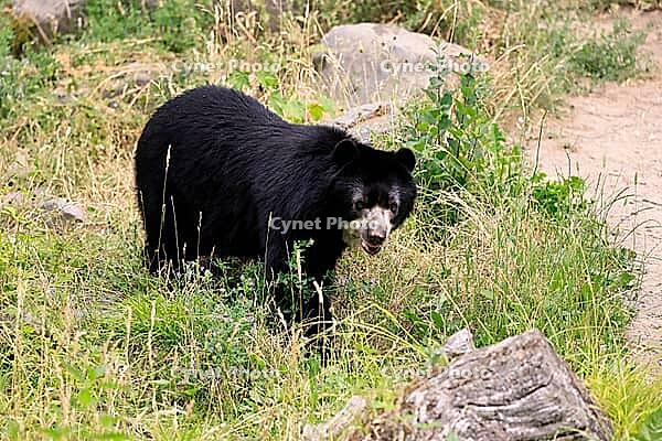 Spectacled bear (Tremarctos ornatus), Andean bear, adult, alert, South America [IBR125438042]