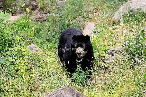 Spectacled bear (Tremarctos ornatus), Andean bear, adult, walking, alert, South America [IBR125438043]