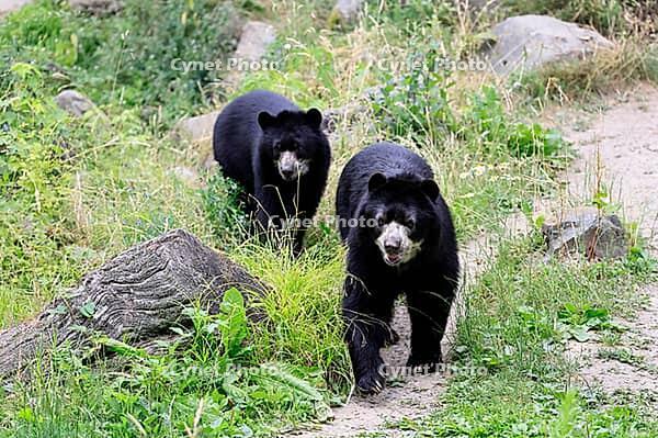 Spectacled bear (Tremarctos ornatus), Andean bear, adult, female, young bear (half-grown), subadult, walking, alert, South America [IBR125438045]