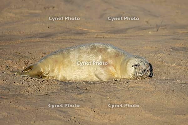 Atlantic grey seal (Halichoerus grypus) juvenile baby pup animal sleeping on a beach, Norfolk, England, United Kingdom [IBR125438046]