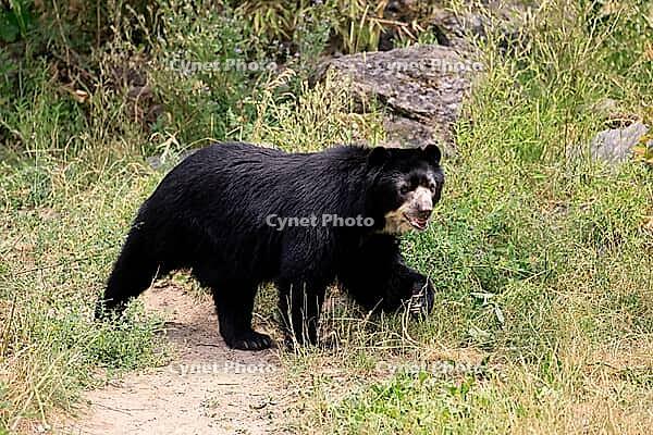 Spectacled bear (Tremarctos ornatus), Andean bear, adult, walking, alert, South America [IBR125438047]