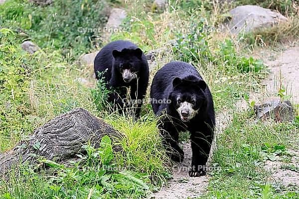 Spectacled bear (Tremarctos ornatus), Andean bear, adult, female, young bear (half-grown), subadult, walking, alert, South America [IBR125438048]