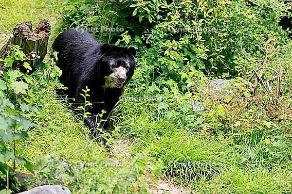 Spectacled bear (Tremarctos ornatus), Andean bear, adult, walking, alert, South America [IBR125438049]