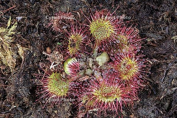 Common sundew (Drosera rotundifolia), Emsland, Lower Saxony, Germany [IBR125438050]