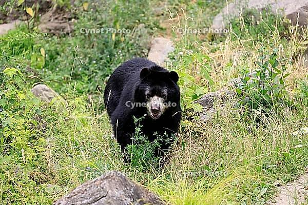 Spectacled bear (Tremarctos ornatus), Andean bear, adult, walking, alert, South America [IBR125438051]