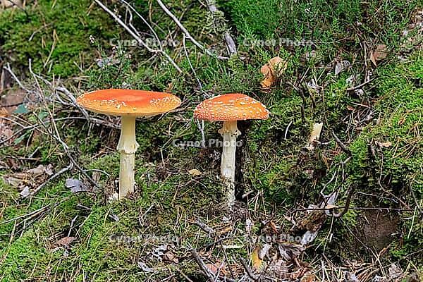 Fly agaric (Amanita muscaria), red fly agaric, two, poisonous, mushroom species, autumn, Palatinate Forest, Rhineland-Palatinate, Germany [IBR125438052]