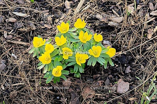 Winter aconite (Eranthis hyemalis), in bloom, flower, Ellerstadt, Rhineland-Palatinate, Germany [IBR125438053]
