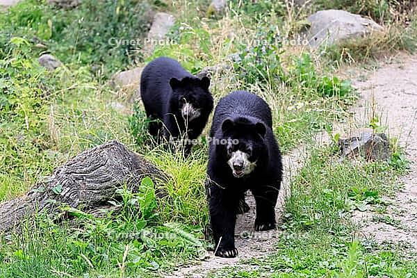 Spectacled bear (Tremarctos ornatus), Andean bear, adult, female, young bear (half-grown), subadult, walking, alert, South America [IBR125438054]