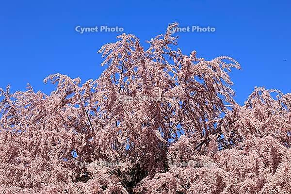 Tamarisk (Tamarix), in bloom, flower, tree, Rhineland-Palatinate, Germany [IBR125438055]