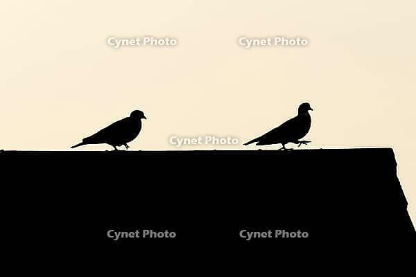 Wood pigeon (Columba palumbus) two adult garden birds on an urban house roof silhouette at sunset, England, United Kingdom [IBR125438056]