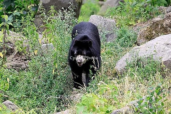 Spectacled bear (Tremarctos ornatus), Andean bear, adult, walking, alert, South America [IBR125438057]