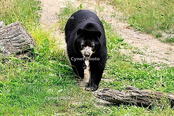 Spectacled bear (Tremarctos ornatus), Andean bear, adult, walking, alert, South America [IBR125438058]