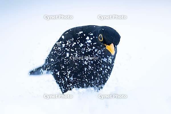 Eurasian blackbird (Turdus merula) adult male garden bird in snow in winter, England, United Kingdom [IBR125438059]
