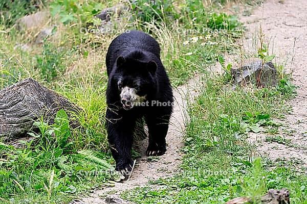 Spectacled bear (Tremarctos ornatus), Andean bear, adult, walking, alert, South America [IBR125438061]