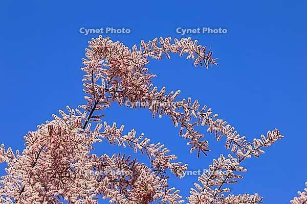 Tamarisk (Tamarix), in bloom, flower, tree, Rhineland-Palatinate, Germany [IBR125438062]