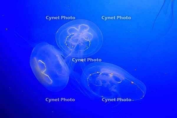 Moon jellyfish (Aurelia aurita), group, in water, in captivity, Germany [IBR125438063]