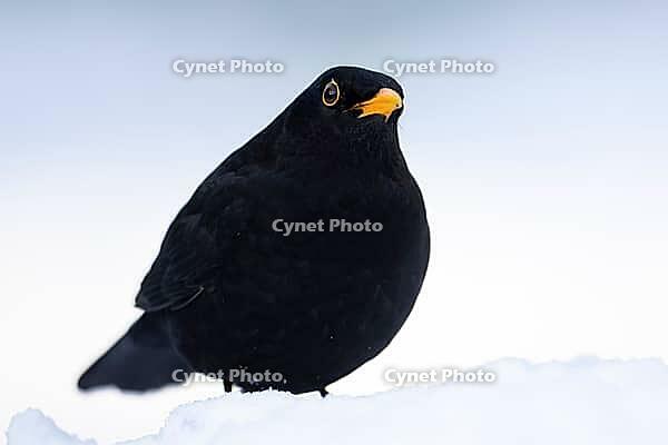 Eurasian blackbird (Turdus merula) adult male garden bird in snow in winter, England, United Kingdom [IBR125438064]