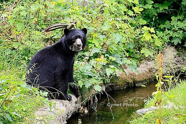Spectacled bear (Tremarctos ornatus), Andean bear, subadult, half-grown young, by the water, alert, South America [IBR125438065]