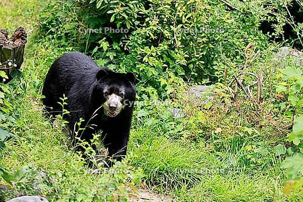 Spectacled bear (Tremarctos ornatus), Andean bear, adult, walking, alert, South America [IBR125438066]