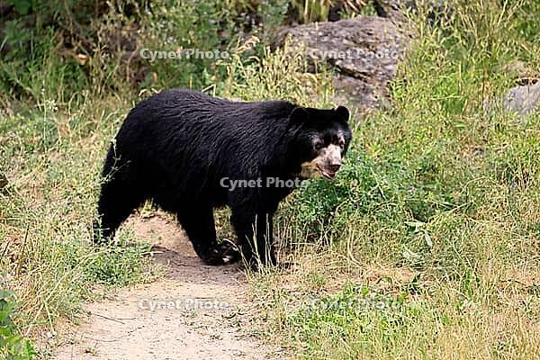 Spectacled bear (Tremarctos ornatus), Andean bear, adult, alert, South America [IBR125438067]