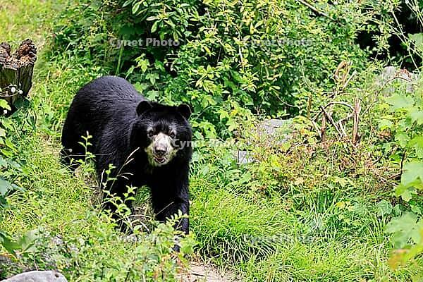 Spectacled bear (Tremarctos ornatus), Andean bear, adult, walking, alert, South America [IBR125438068]