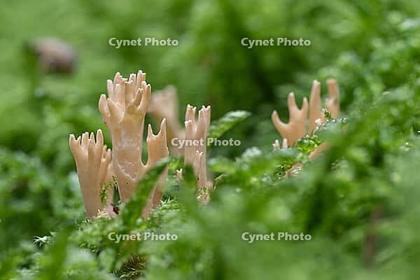 Stiff coral (Ramaria stricta) in the moss, Emsland, Lower Saxony, Germany [IBR125438069]