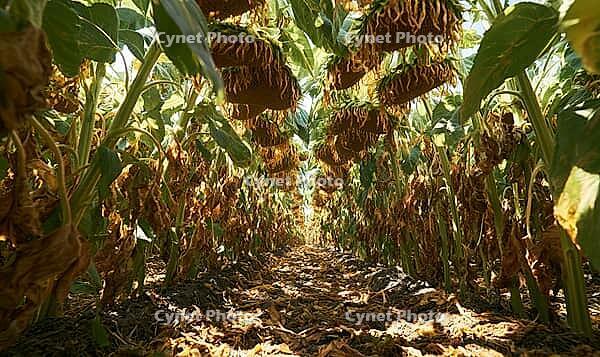 Sunflower field with dried heads and leafy stalks. Sunlight filters through tall stems. Pathway winds through rows of mature plants, AI generated [IBR125446446]