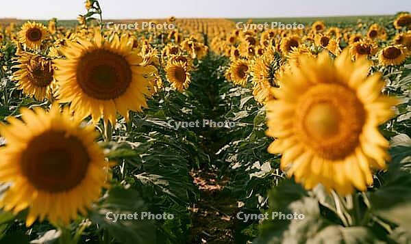 Sunflowers bloom in golden field under clear sky. Tall stalks stand in neat rows stretching to horizon. Warm sunlight highlights petals, AI generated [IBR125446494]
