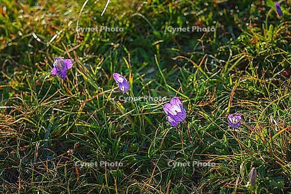 Close up view of purple bluebell flowers growing on a mountain among the grass, on the Bolshoy Bermamyt plateau, at daytime, Stavropol Krai, Russia [IBR125448818]