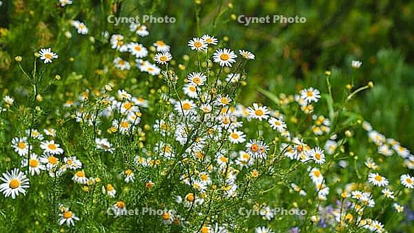 A close-up view of a thicket of common chamomile growing in a meadow, at daytime, Berezovsky gorge, Kislovodsk, Stavropol Krai, Russia [IBR125448819]