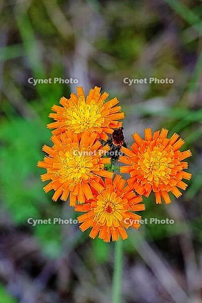Orange hawkweed, orange-red hawkweed (Hieracium aurantiacum), flower in a rough pasture, Wilnsdorf, North Rhine-Westphalia, Germany [IBR125448820]