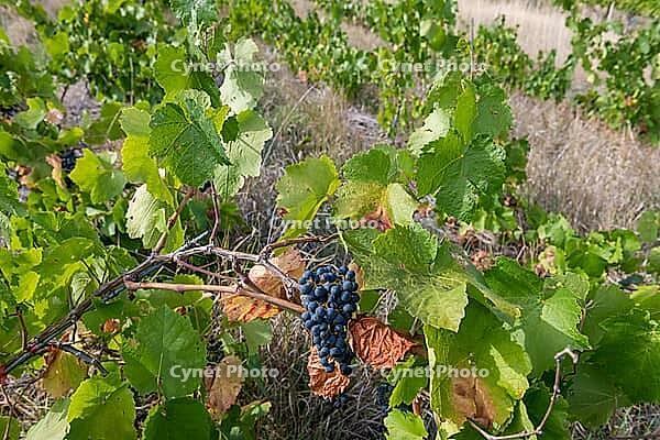 Close-up of ripe grapes with green leaves in vineyard, basket in Remstal, Baden-W$00FCrttemberg, Germany [IBR125448821]