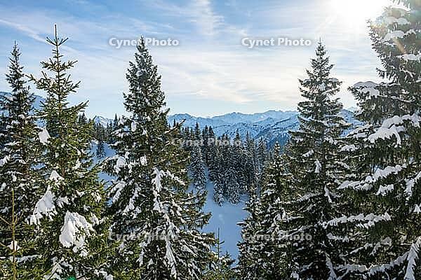 Mountain panorama and snowy mountain forest, snowy mountain peaks of the Allg$00E4u and Ammergau Alps, at the summit of the Tegelberg in winter, mountain landscape, winter landscape, Tegelberg, F$00FCssen, Allg$00E4u, Bavaria, Germany [IBR125448826]