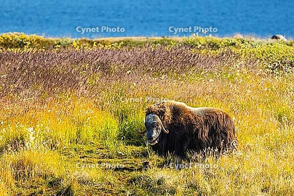 Musk ox (Ovibos moschatus) in the Arctic tundra, mammals (Mammalia), lake, autumn colours, Kangerlussuaq, West Greenland, Greenland [IBR125448833]
