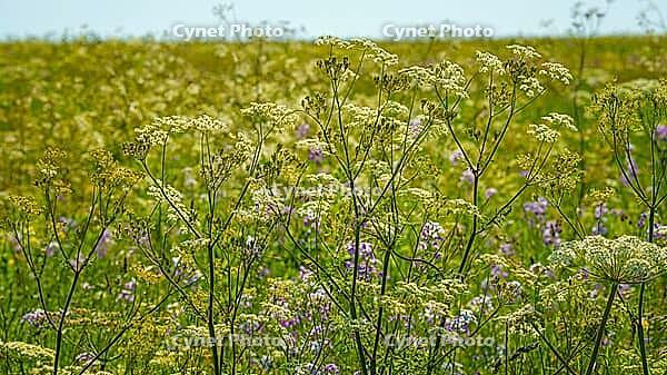 A panoramic view of meadow grasses and flowers growing on the Bolshoy Bermamyt plateau, nature, at daytime, Stavropol Krai, Russia [IBR125448836]