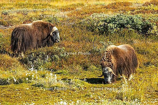 Musk ox (Ovibos moschatus) in the Arctic tundra, mammals (Mammalia), autumn colours, Kangerlussuaq, West Greenland, Greenland [IBR125448837]