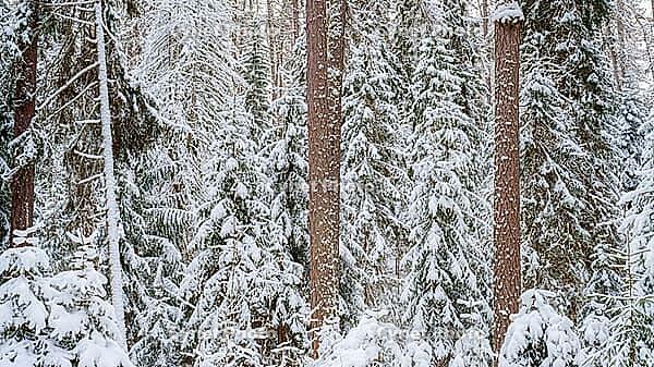 Panoramic view of larch, pine and other trees covered with a thick layer of white snow, Lindulovskaya grove, Leningrad Oblast, Russia [IBR125448839]
