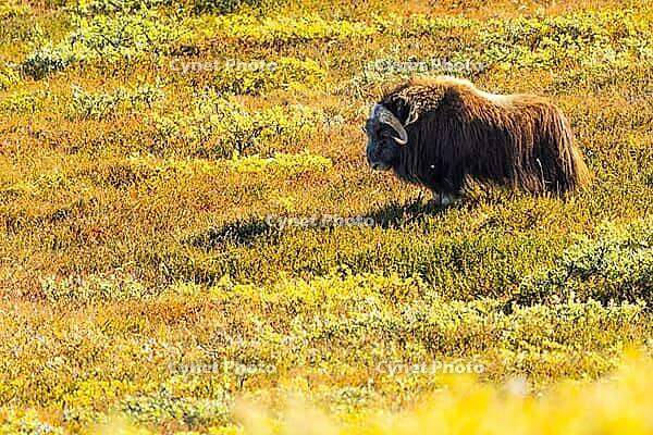 Musk ox (Ovibos moschatus) in the Arctic tundra, mammals (Mammalia), autumn colours, Kangerlussuaq, West Greenland, Greenland [IBR125448840]