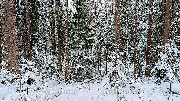 Panoramic view of larch, pine and other trees covered with a thick layer of white snow, Lindulovskaya grove, Leningrad Oblast, Russia [IBR125448841]