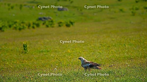 A panoramic view of a field with a Long-legged buzzard bird or Buteo rufinus standing among meadow grasses on the Bolshoy Bermamyt plateau, Stavropol Krai, Russia [IBR125448846]