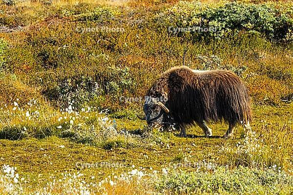 Musk ox (Ovibos moschatus) in the Arctic tundra, mammals (Mammalia), autumn colours, Kangerlussuaq, West Greenland, Greenland [IBR125448847]