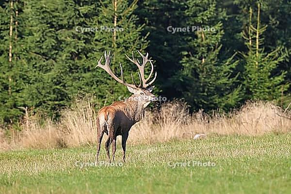 Red deer (Cervus elaphus) during the rutting season, a magnificent stag in a woodland clearing, wildlife, autumn, Sauerland, North Rhine-Westphalia, Germany [IBR125448849]